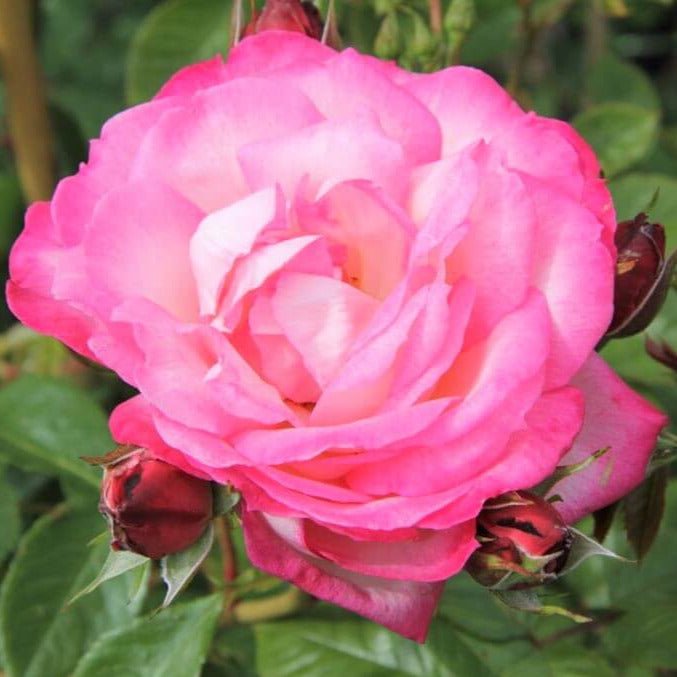 Harlekin (Kiss of Desire) ® Climbing Roses garden rose bushes potted or bare root plants