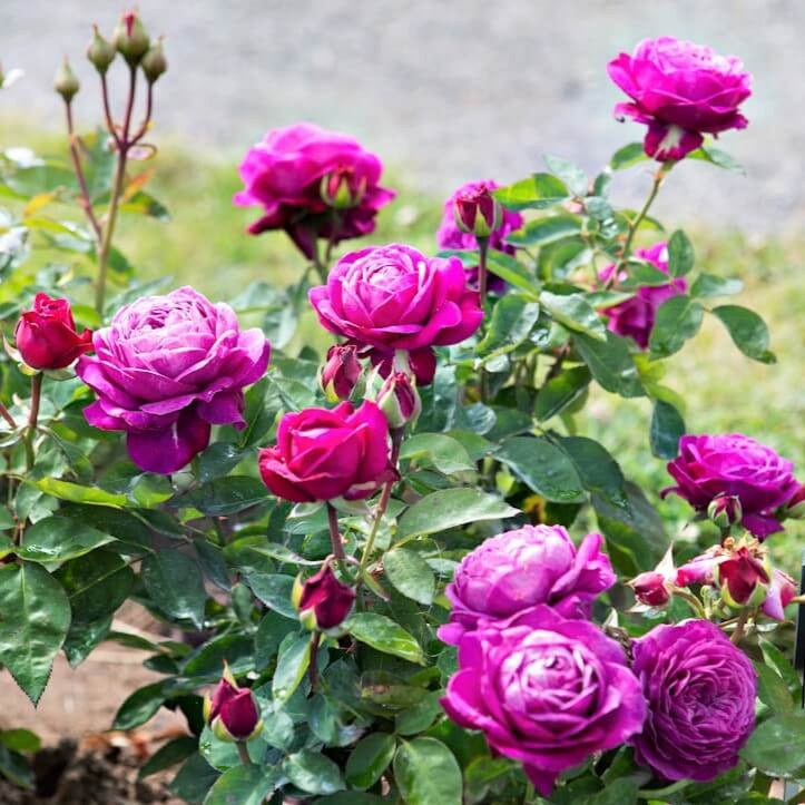 Heidi Klum ®' Floribunda Roses garden rose bushes potted or bare root plants
