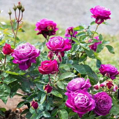 Heidi Klum ®' Floribunda Roses garden rose bushes potted or bare root plants