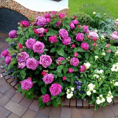 Heidi Klum ®' Floribunda Roses garden rose bushes potted or bare root plants