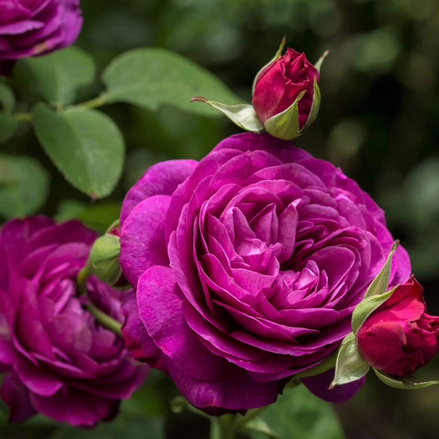 Heidi Klum ®' Floribunda Roses garden rose bushes potted or bare root plants