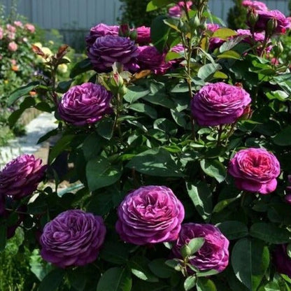 Heidi Klum ®' Floribunda Roses garden rose bushes potted or bare root plants
