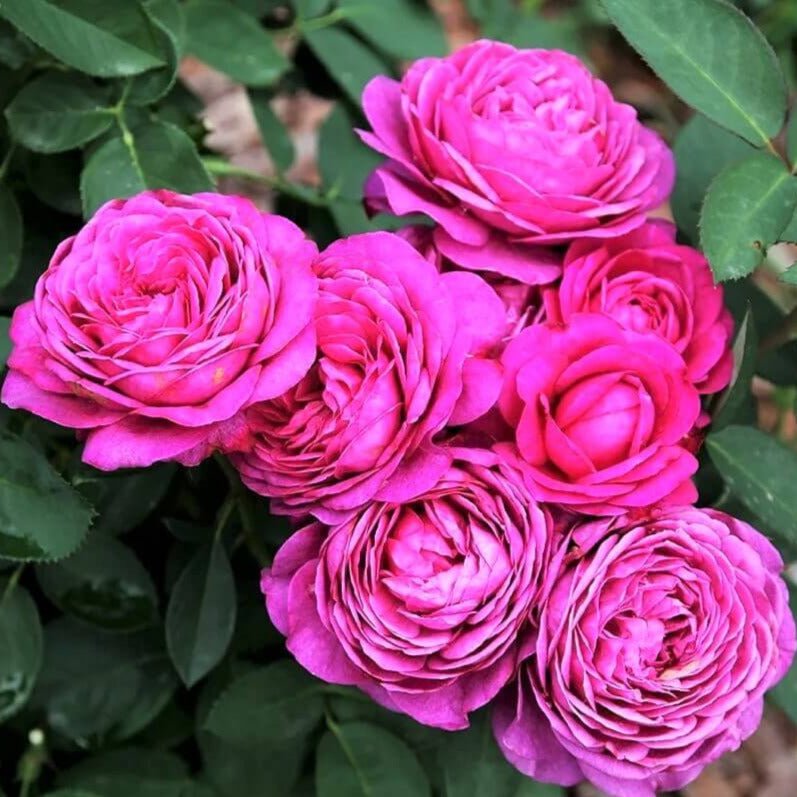Heidi Klum ®' Floribunda Roses garden rose bushes potted or bare root plants