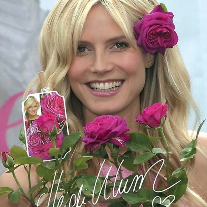 Heidi Klum ®' Floribunda Roses garden rose bushes potted or bare root plants