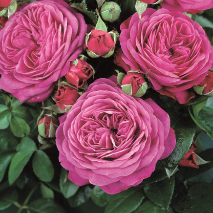 Heidi Klum ®' Floribunda Roses garden rose bushes potted or bare root plants