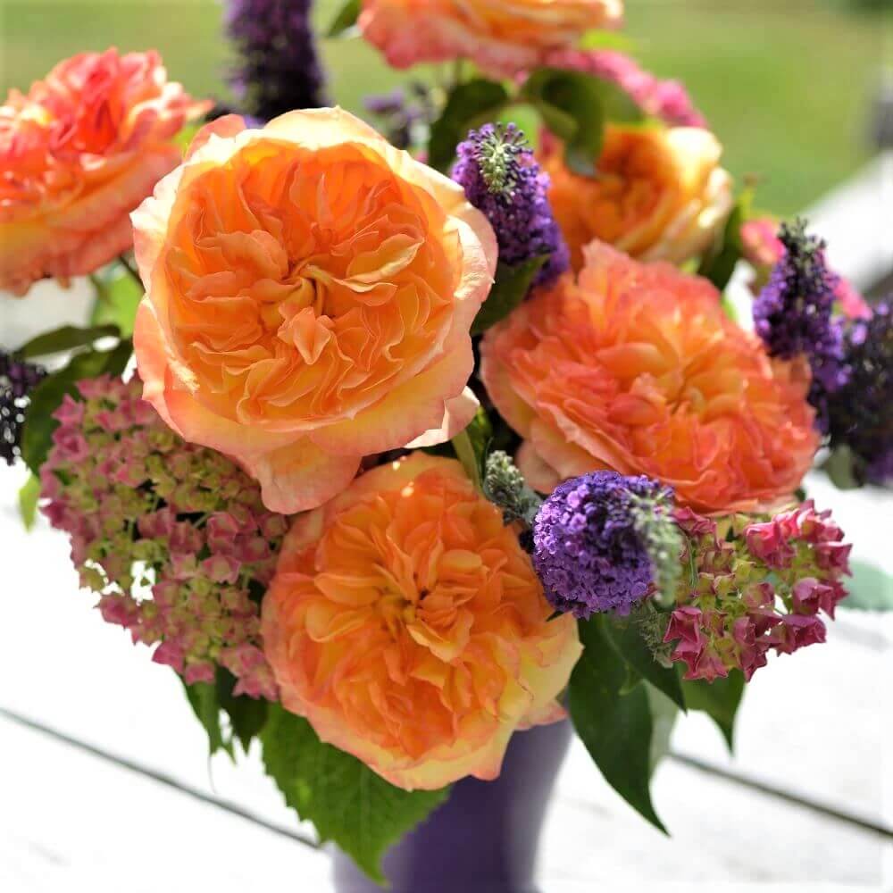 Henri Delbard ® Hybrid Tea Roses garden rose bushes potted or bare root plants