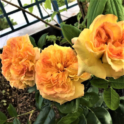 Henri Delbard ® Hybrid Tea Roses garden rose bushes potted or bare root plants