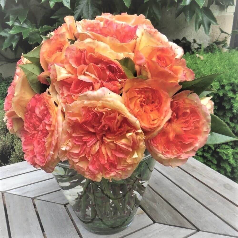 Henri Delbard ® Hybrid Tea Roses garden rose bushes potted or bare root plants