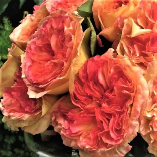 Henri Delbard ® Hybrid Tea Roses garden rose bushes potted or bare root plants
