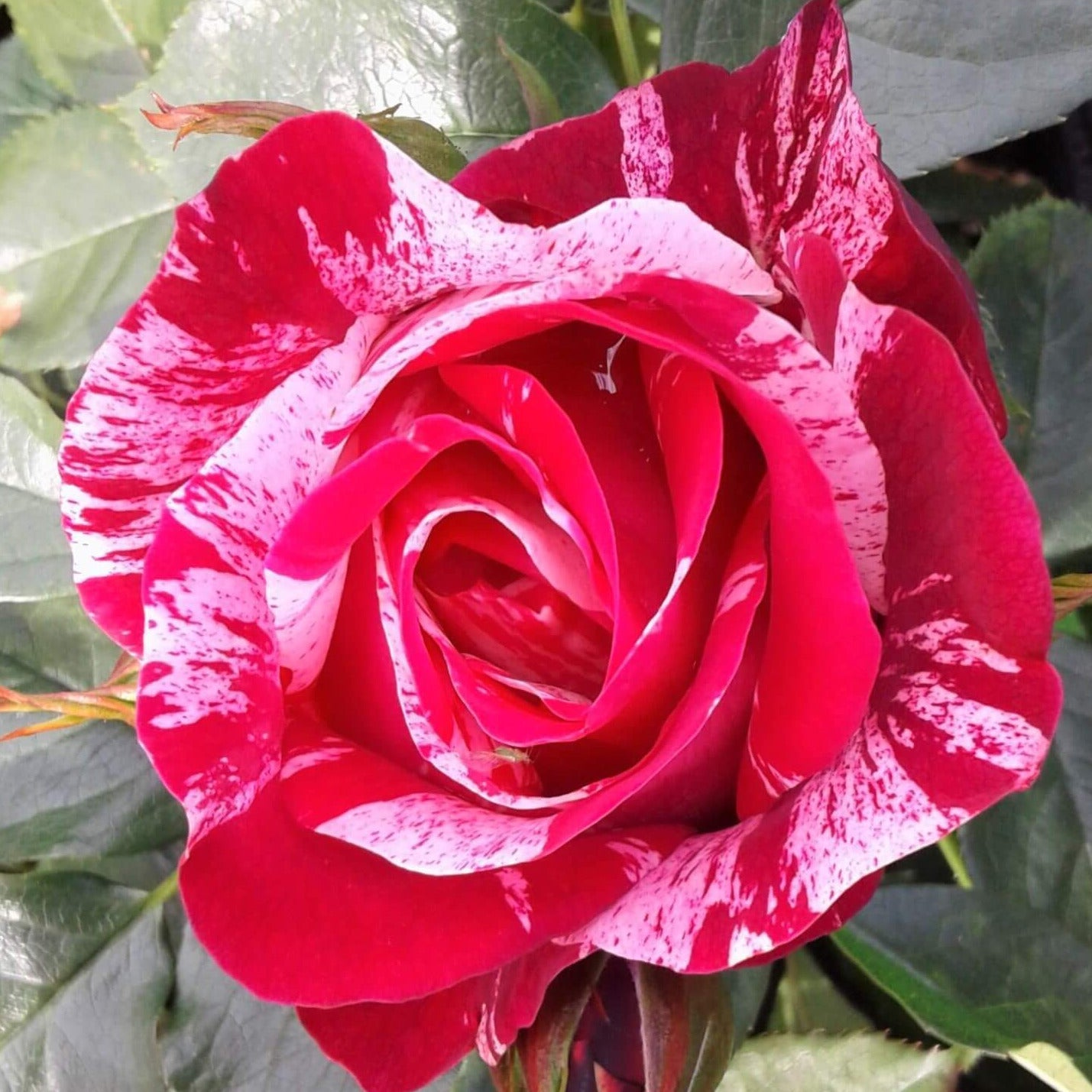 Henri Matisse ® Hybrid Tea Roses garden rose bushes potted or bare root plants