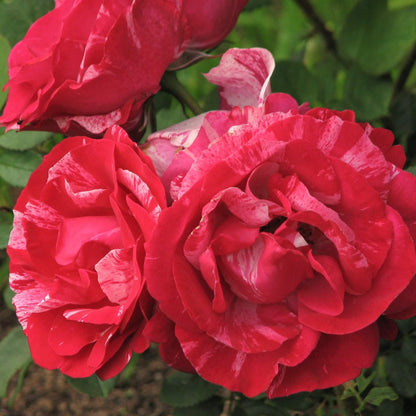 Henri Matisse ® Hybrid Tea Roses garden rose bushes potted or bare root plants