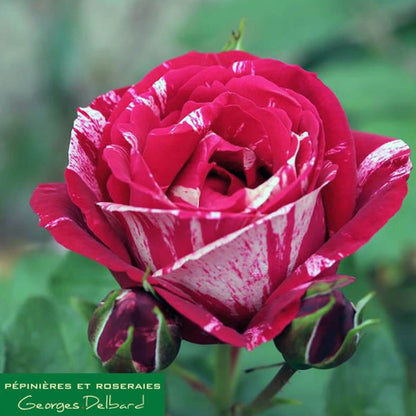 Henri Matisse ® Hybrid Tea Roses garden rose bushes potted or bare root plants