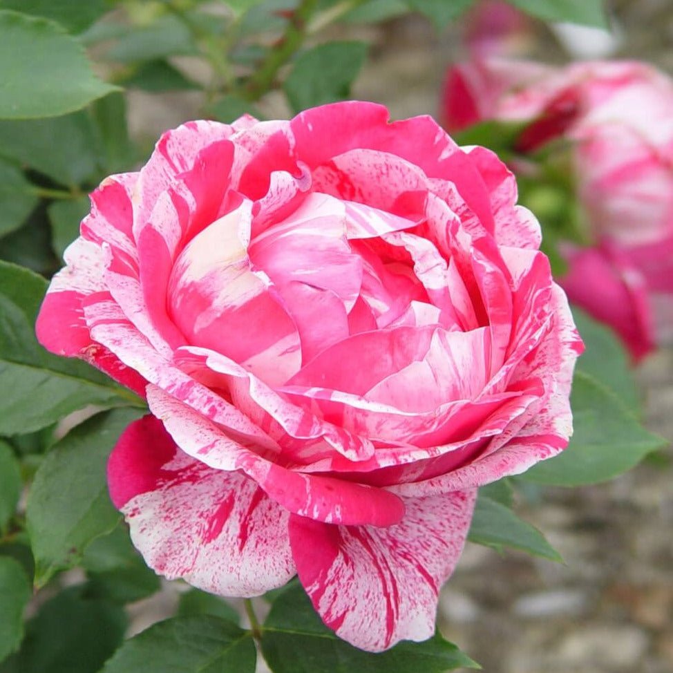 Henri Matisse ® Hybrid Tea Roses garden rose bushes potted or bare root plants