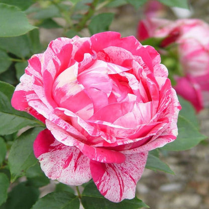 Henri Matisse ® Hybrid Tea Roses garden rose bushes potted or bare root plants
