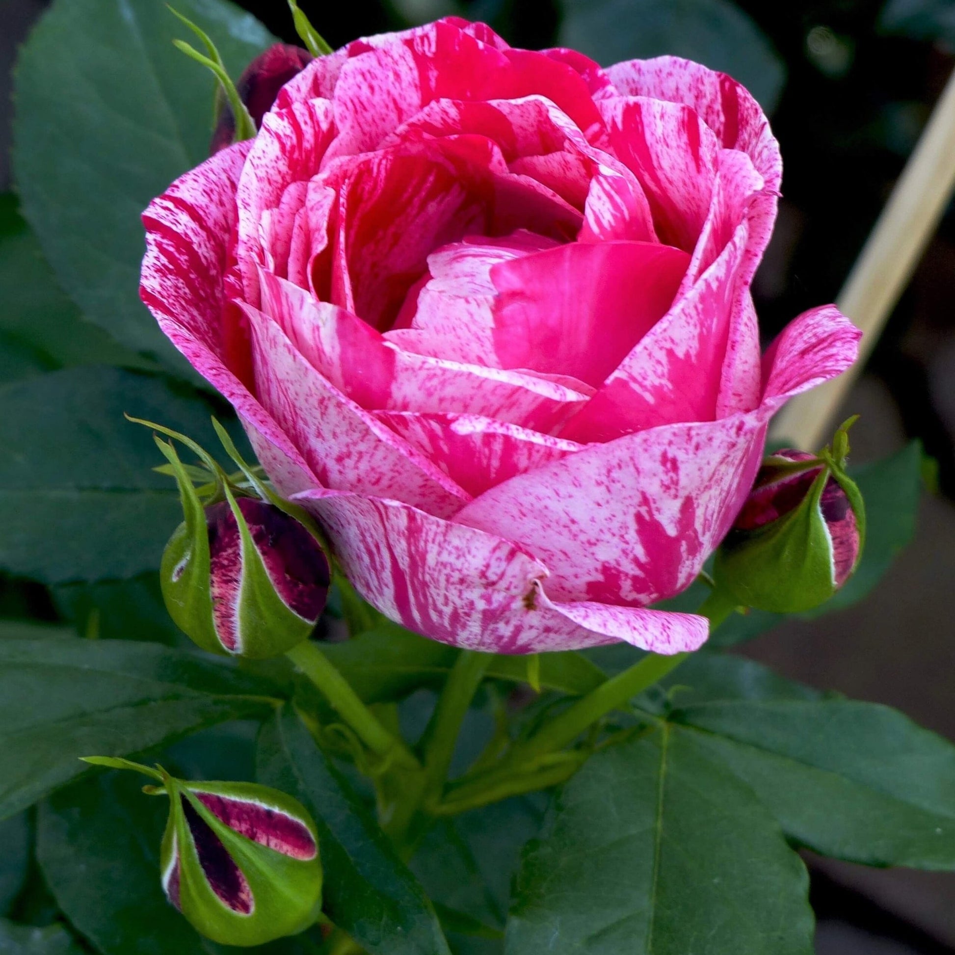 Henri Matisse ® Hybrid Tea Roses garden rose bushes potted or bare root plants