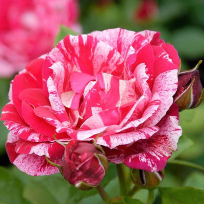 Henri Matisse ® Hybrid Tea Roses garden rose bushes potted or bare root plants