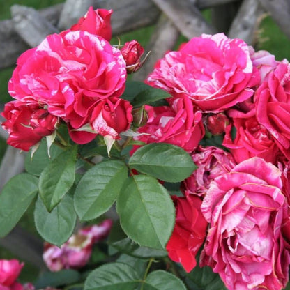 Henri Matisse ® Hybrid Tea Roses garden rose bushes potted or bare root plants