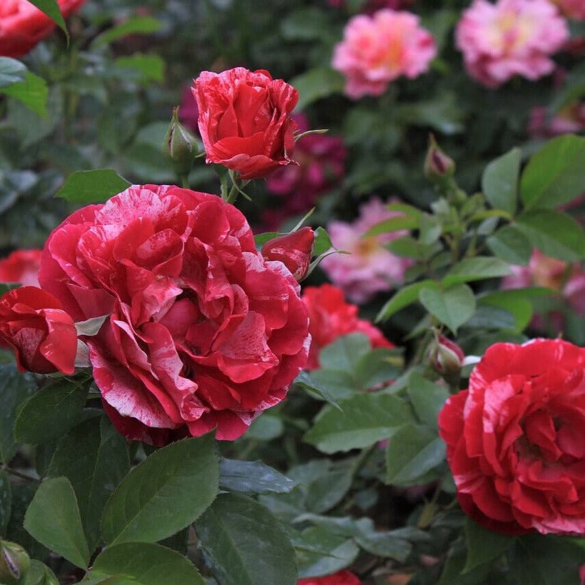 Henri Matisse ® Hybrid Tea Roses garden rose bushes potted or bare root plants