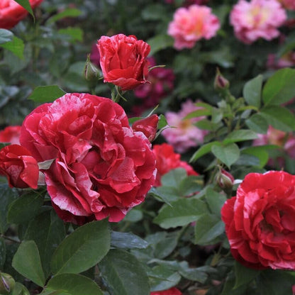 Henri Matisse ® Hybrid Tea Roses garden rose bushes potted or bare root plants