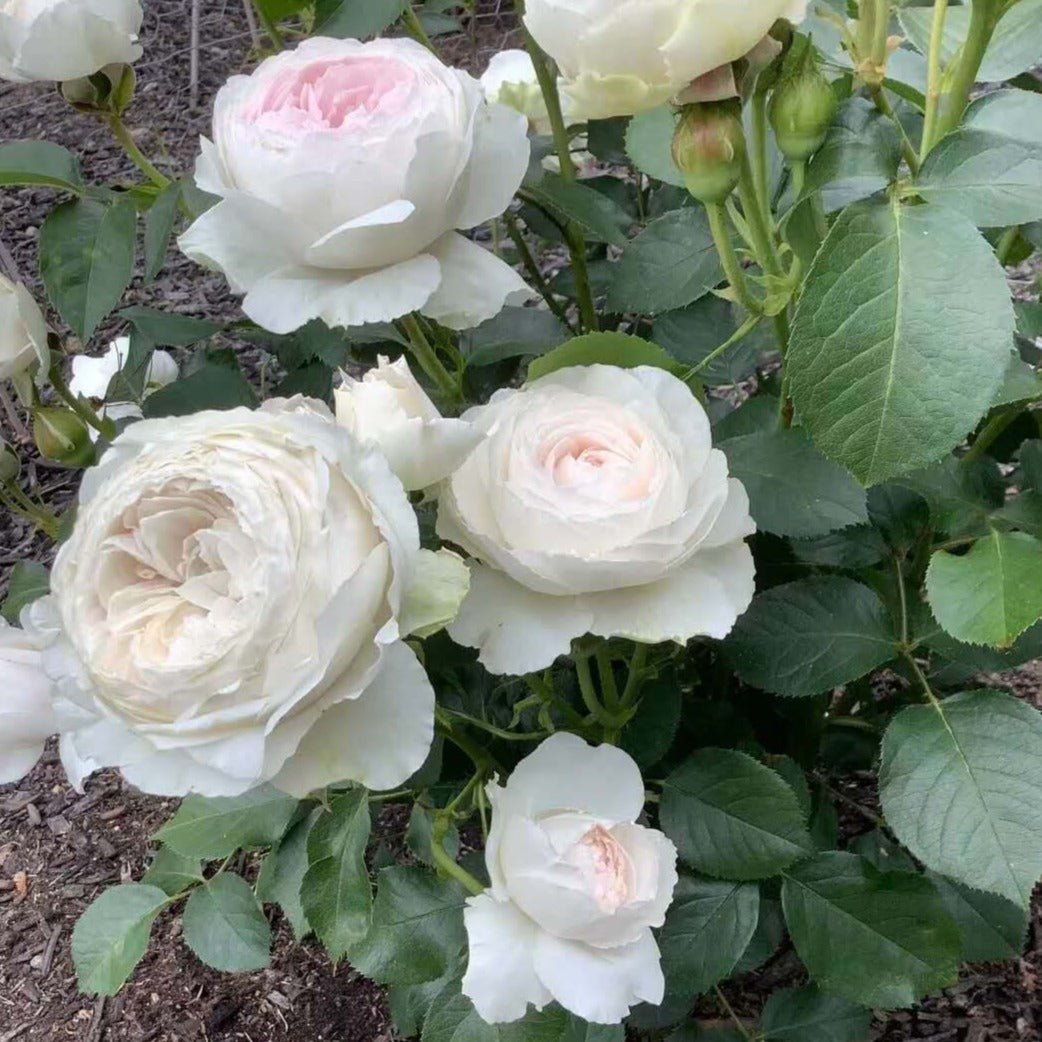 Herzogin Christiana