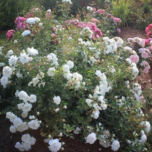 Iceberg ®' Floribunda Roses garden rose bushes potted or bare root plants