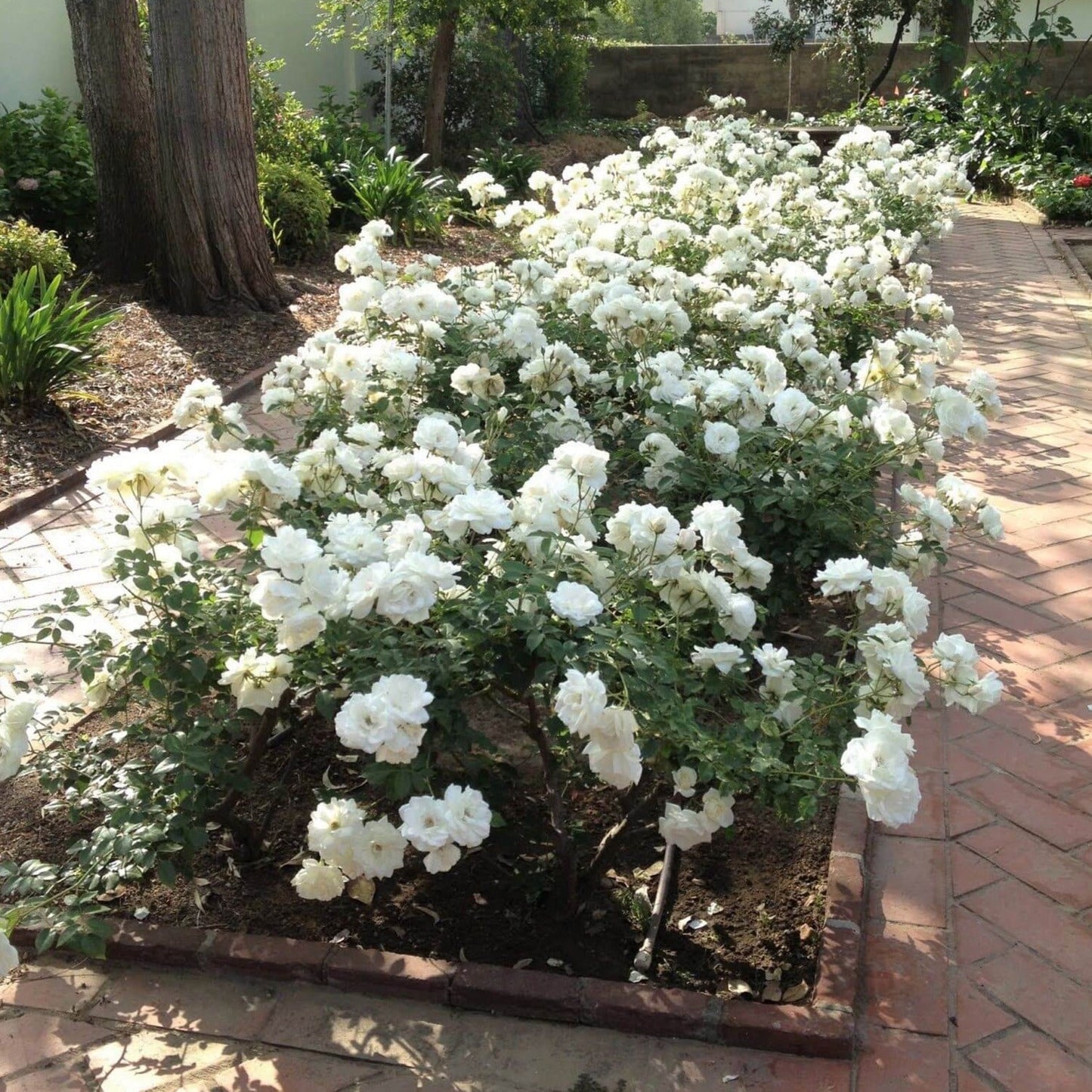 Iceberg ®' Floribunda Roses garden rose bushes potted or bare root plants