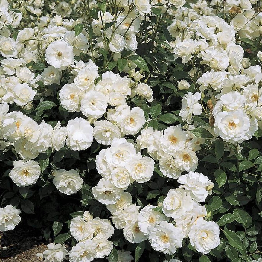 Iceberg ®' Floribunda Roses garden rose bushes potted or bare root plants