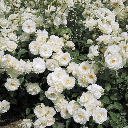 Iceberg ®' Floribunda Roses garden rose bushes potted or bare root plants