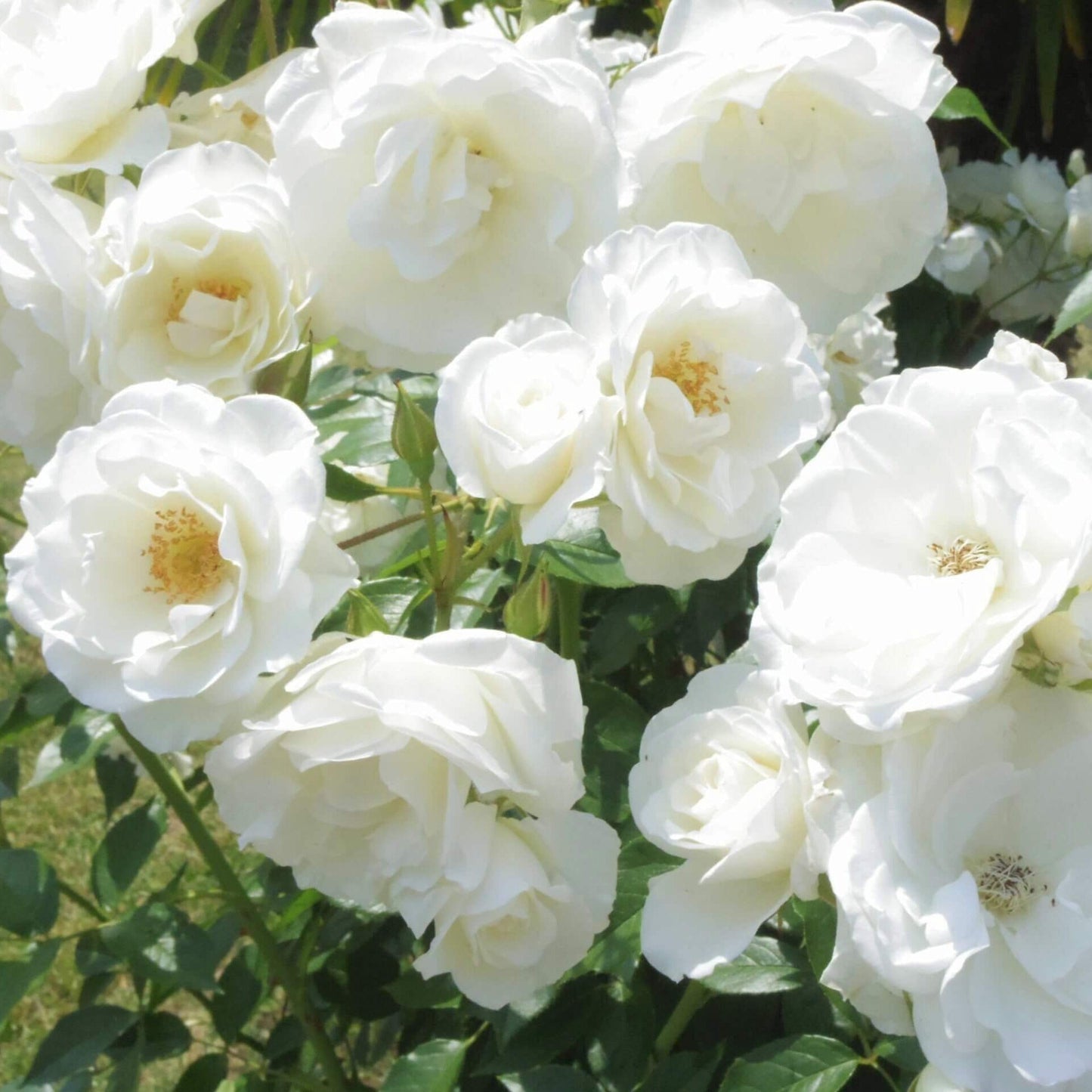 Iceberg ®' Floribunda Roses garden rose bushes potted or bare root plants