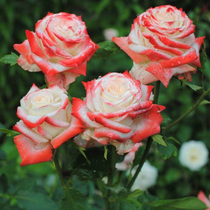 Imperatrice Farah ® Hybrid Tea Roses garden rose bushes potted or bare root plants