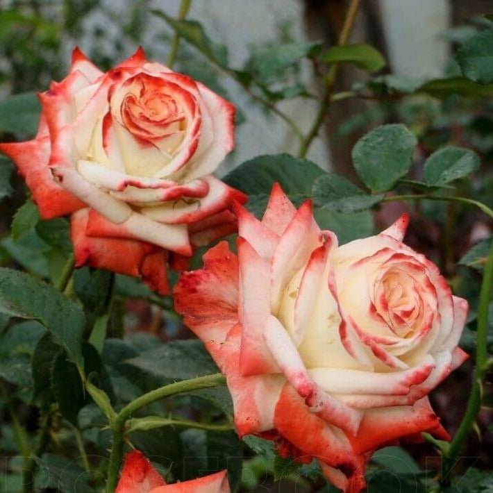 Imperatrice Farah ® Hybrid Tea Roses garden rose bushes potted or bare root plants