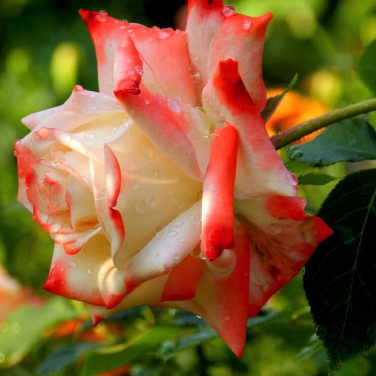 Imperatrice Farah ® Hybrid Tea Roses garden rose bushes potted or bare root plants