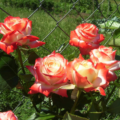 Imperatrice Farah ® Hybrid Tea Roses garden rose bushes potted or bare root plants
