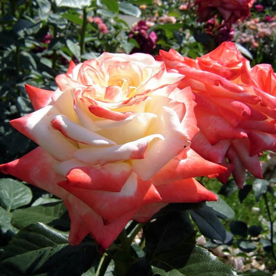 Imperatrice Farah ® Hybrid Tea Roses garden rose bushes potted or bare root plants