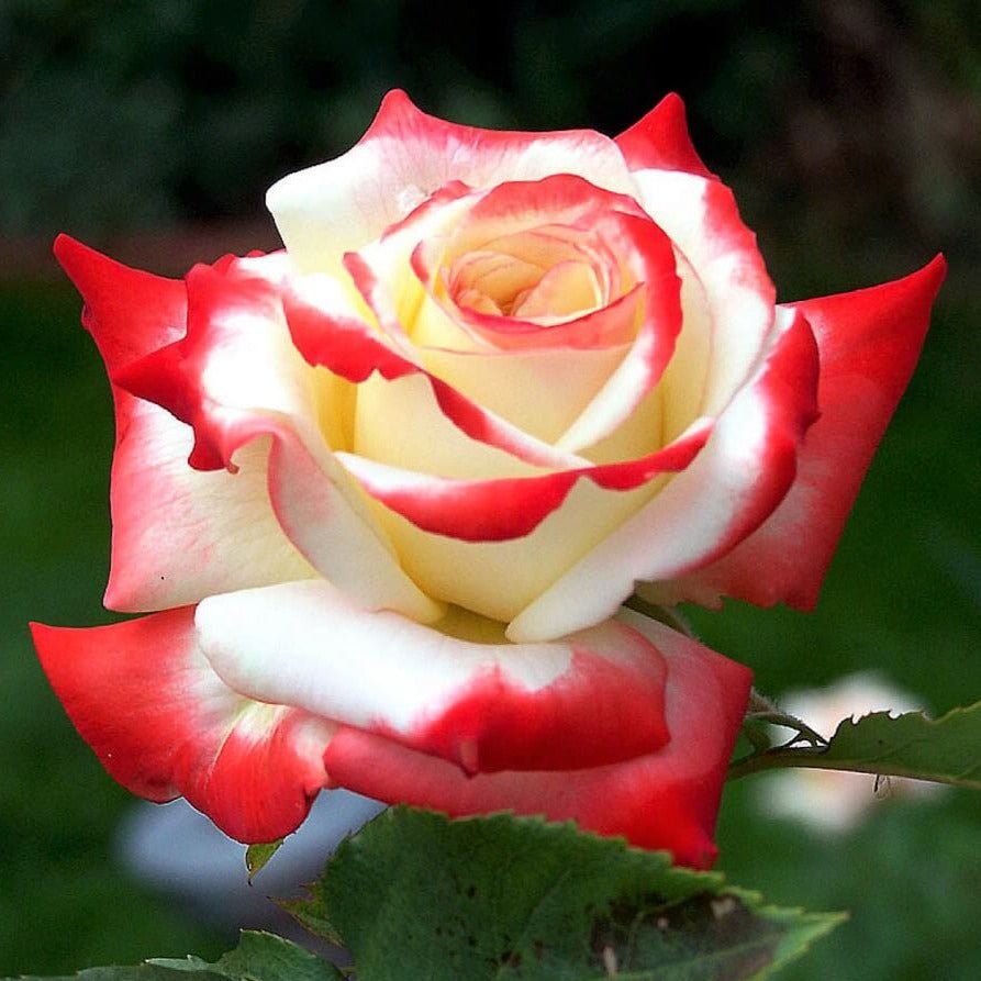 Imperatrice Farah ® Hybrid Tea Roses garden rose bushes potted or bare root plants
