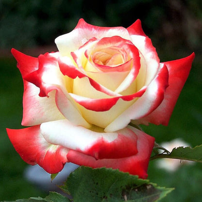 Imperatrice Farah ® Hybrid Tea Roses garden rose bushes potted or bare root plants