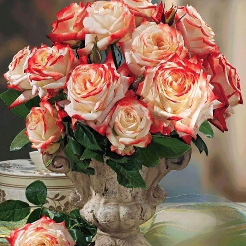 Imperatrice Farah ® Hybrid Tea Roses garden rose bushes potted or bare root plants