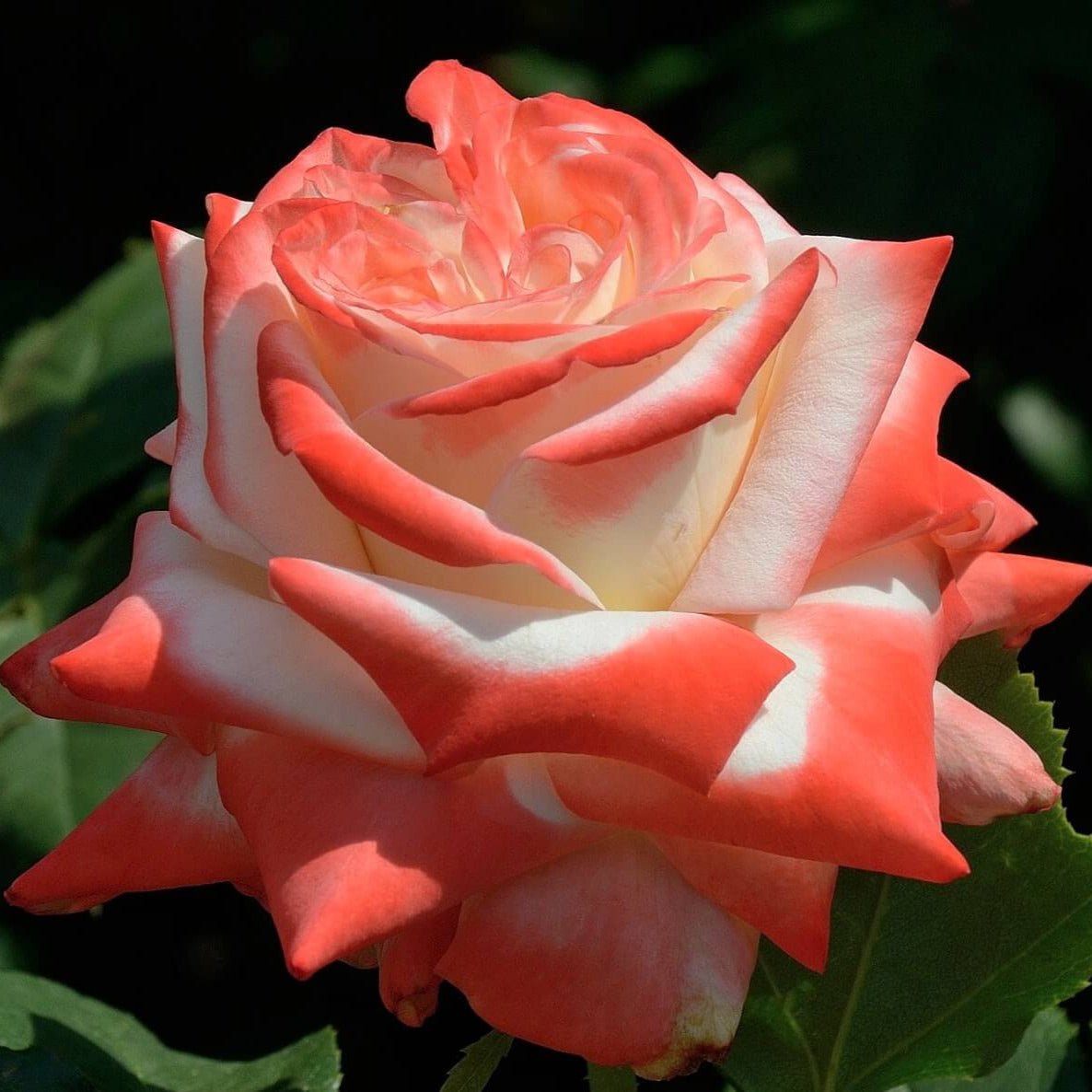 Imperatrice Farah ® Hybrid Tea Roses garden rose bushes potted or bare root plants