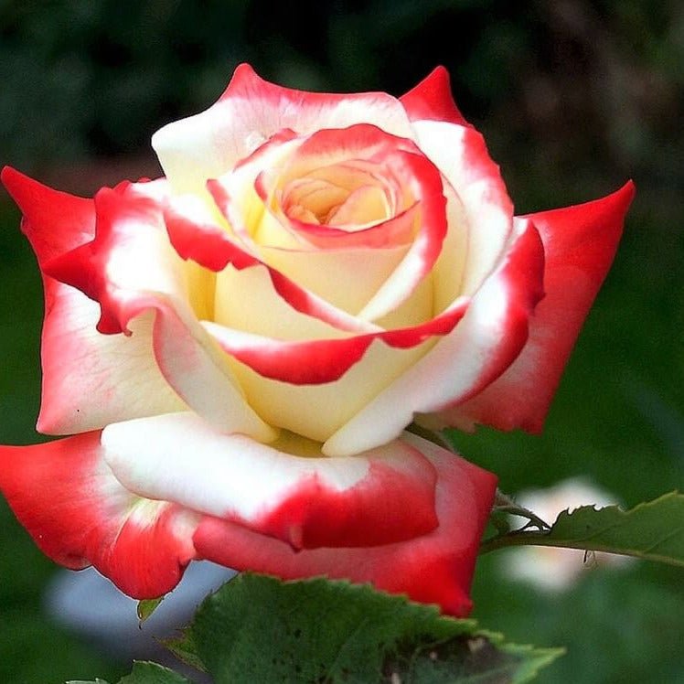 Imperatrice Farah ® Hybrid Tea Roses garden rose bushes potted or bare root plants