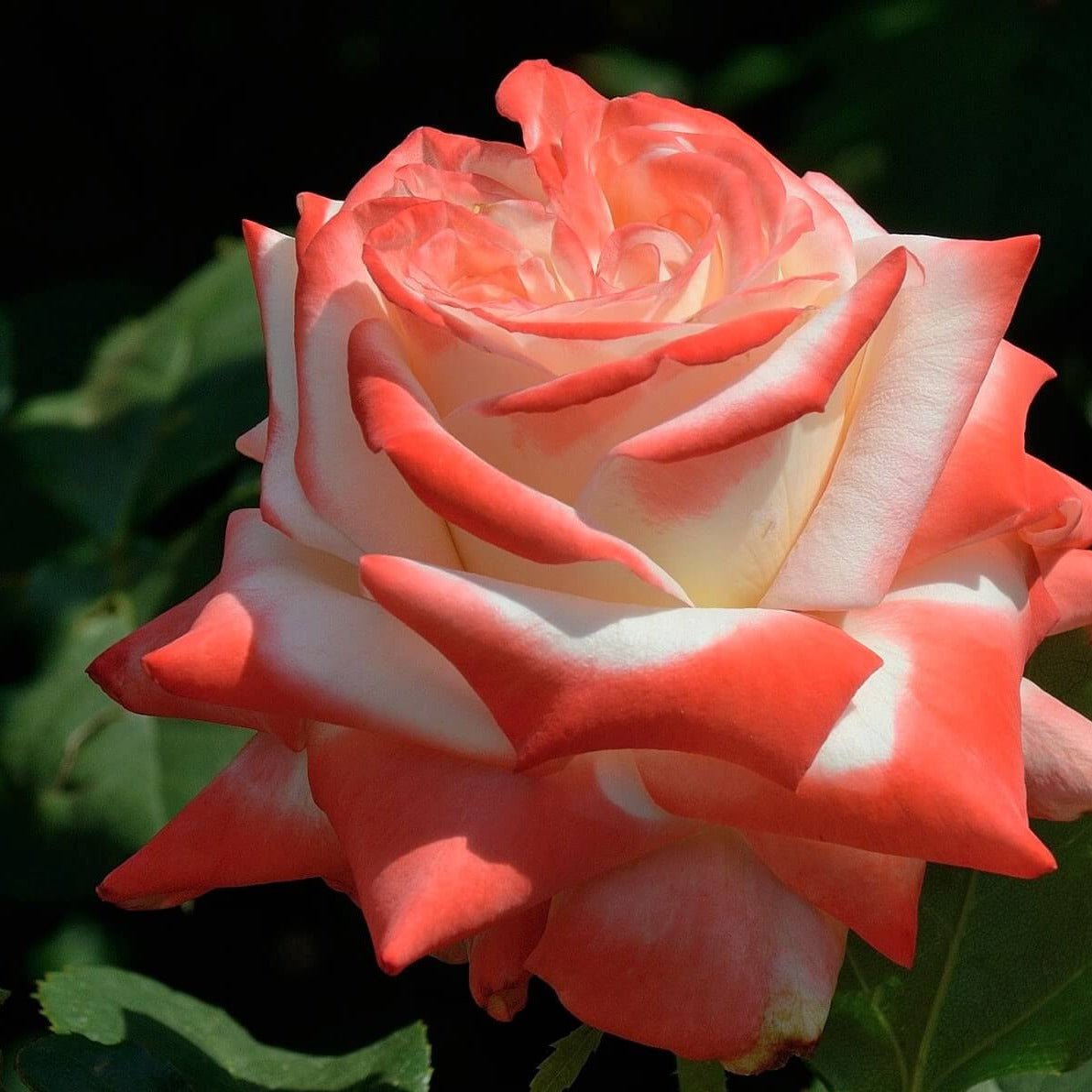 Imperatrice Farah ® Hybrid Tea Roses garden rose bushes potted or bare root plants