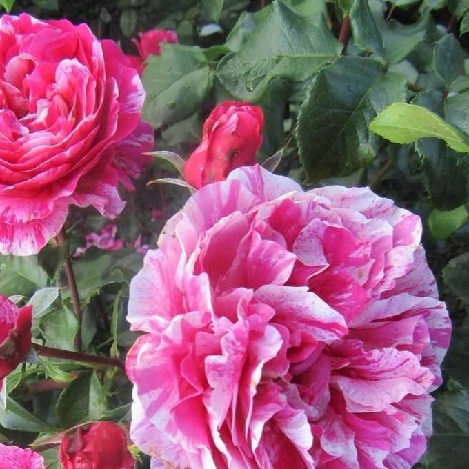 Ines Sastre ® Climbing Roses garden rose bushes potted or bare root plants