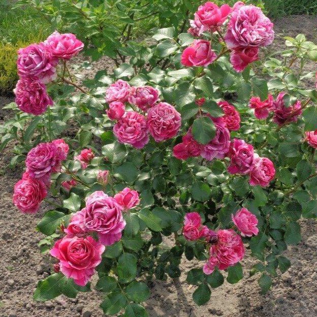 Ines Sastre ® Climbing Roses garden rose bushes potted or bare root plants