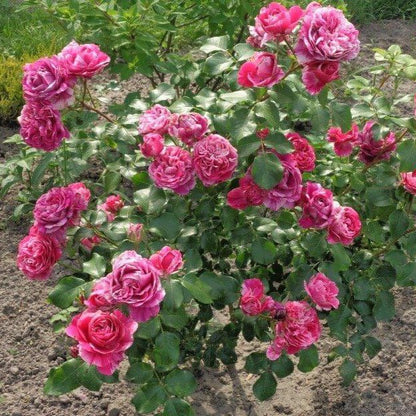 Ines Sastre ® Climbing Roses garden rose bushes potted or bare root plants