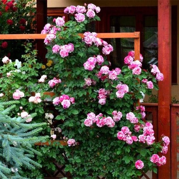 Ines Sastre ® Climbing Roses garden rose bushes potted or bare root plants