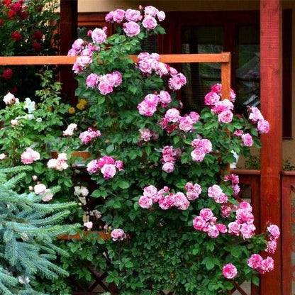 Ines Sastre ® Climbing Roses garden rose bushes potted or bare root plants