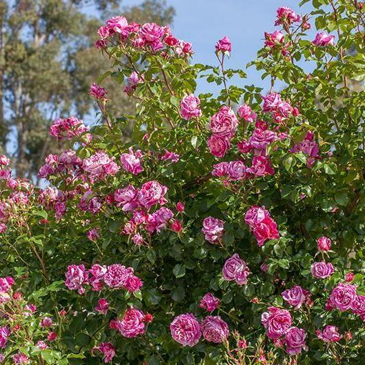 Ines Sastre ® Climbing Roses garden rose bushes potted or bare root plants