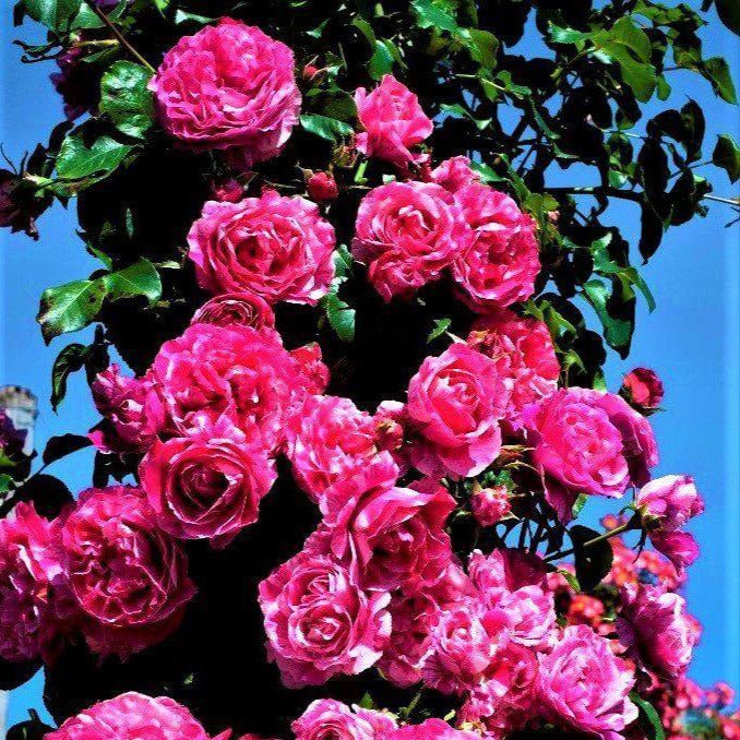 Ines Sastre ® Climbing Roses garden rose bushes potted or bare root plants