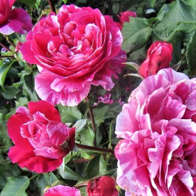 Ines Sastre ® Climbing Roses garden rose bushes potted or bare root plants
