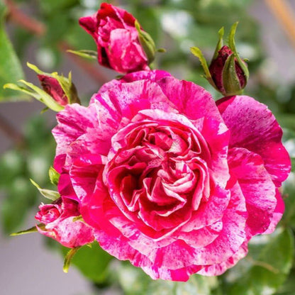 Ines Sastre ® Climbing Roses garden rose bushes potted or bare root plants