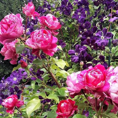 Ines Sastre ® Climbing Roses garden rose bushes potted or bare root plants